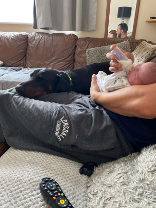 Illustration de l'article : Ce Doberman au grand cœur prend le plus grand soin de sa petite sœur humaine