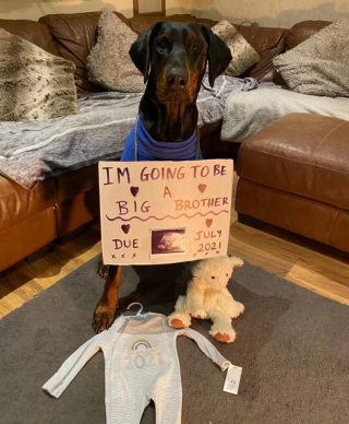 Illustration de l'article : Ce Doberman au grand cœur prend le plus grand soin de sa petite sœur humaine