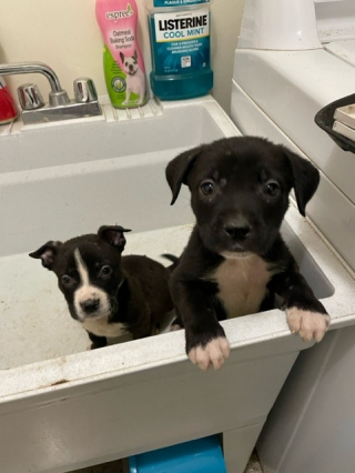 Illustration de l'article : Une conductrice de bus scolaire au grand cœur fait une triste découverte en attendant de reprendre son service 