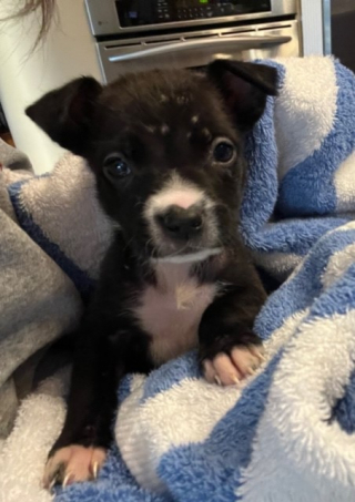 Illustration de l'article : Une conductrice de bus scolaire au grand cœur fait une triste découverte en attendant de reprendre son service 