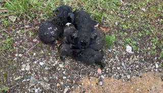 Illustration de l'article : Une conductrice de bus scolaire au grand cœur fait une triste découverte en attendant de reprendre son service 