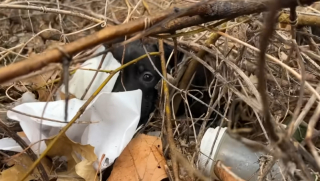 Illustration de l'article : Une conductrice de bus scolaire au grand cœur fait une triste découverte en attendant de reprendre son service 