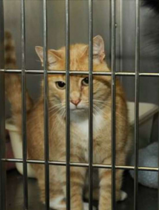 Illustration de l'article : Easton, un petit garçon de 10 ans, prend la plus belle des décisions en se rendant au refuge pour animaux