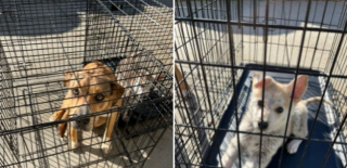 Illustration de l'article : Un refuge d&eacute;couvre 2 chiens en cage d&eacute;pos&eacute;s devant l&rsquo;&eacute;tablissement et accompagn&eacute;s d&rsquo;une lettre touchante