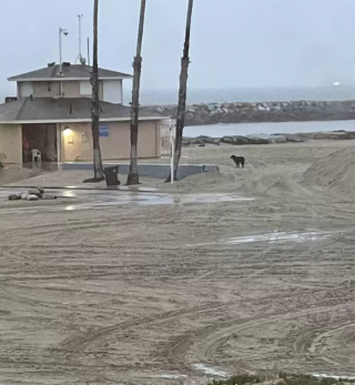 Illustration de l'article : Après avoir déjoué la surveillance de son dog-sitter, Simba, le croisé Berger Allemand, est aperçu à 30 kilomètres de sa maison