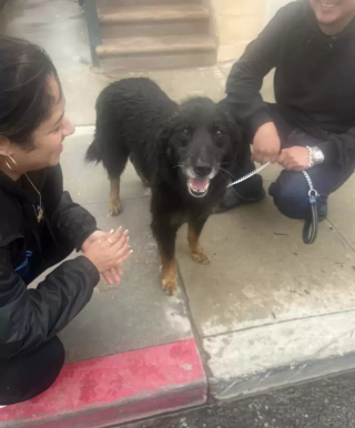 Illustration de l'article : Après avoir déjoué la surveillance de son dog-sitter, Simba, le croisé Berger Allemand, est aperçu à 30 kilomètres de sa maison