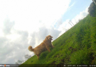 Illustration de l'article : Traumatisé par son abandon, Cooper le Golden Retriever, fugue à plus de 60 kilomètres après avoir retrouvé un nouveau foyer