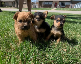 Illustration de l'article : Rocky, Chip et Brownie, un trio de frères canin, développe des différences frappantes en grandissant