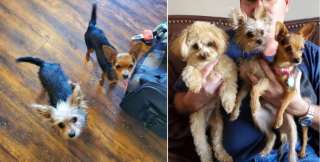 Illustration de l'article : Rocky, Chip et Brownie, un trio de frères canin, développe des différences frappantes en grandissant