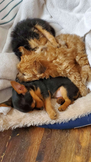 Illustration de l'article : Rocky, Chip et Brownie, un trio de frères canin, développe des différences frappantes en grandissant 