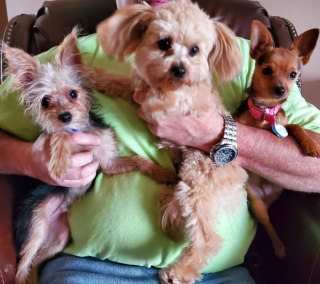 Illustration de l'article : Rocky, Chip et Brownie, un trio de frères canin, développe des différences frappantes en grandissant