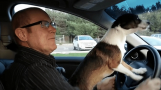 Illustration de l'article : La joie communicative de Scrattie, le Jack Russell Terrier, lorsqu’il comprend que son maître l’emmène dans son endroit préféré (vidéo)