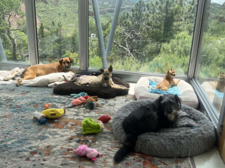 Illustration de l'article : Suite à un retard, une femme découvre un chien mal en point, qui attendait qu’on le sauve (vidéo)