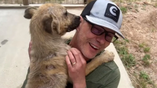 Illustration de l'article : Suite à un retard, une femme découvre un chien mal en point, qui attendait qu’on le sauve (vidéo)