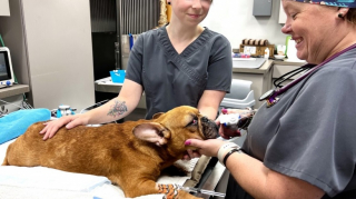 Illustration de l'article : Le personnel d&rsquo;un refuge traverse des centaines de kilom&egrave;tres pour r&eacute;cup&eacute;rer 21 Bouledogues fran&ccedil;ais d&rsquo;&eacute;levage souffrant de mauvais traitements