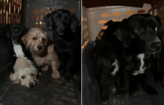 Illustration de l'article : Un bon samaritain repère 6 chiots abandonnés, courant sur une route, et décide de leur venir en aide (vidéo)