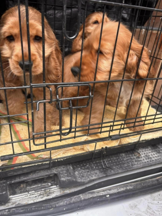 Illustration de l'article : Dépassée par les événements, une éleveuse de Cockers Anglais lance un appel à l’aide