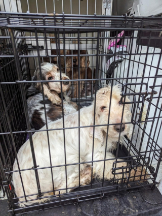 Illustration de l'article : Dépassée par les événements, une éleveuse de Cockers Anglais lance un appel à l’aide