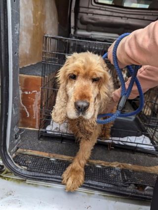 Illustration de l'article : Dépassée par les événements, une éleveuse de Cockers Anglais lance un appel à l’aide