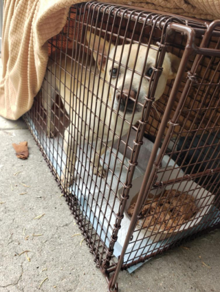 Illustration de l'article : Nugget, le croisé Chihuahua abandonné, attend chaque jour au même coin de rue qu’on revienne le chercher