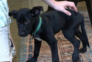 Illustration de l'article : Après avoir été jeté au milieu de la route depuis une voiture, un jeune chien reprend espoir aux côtés de celui qui lui a sauvé la vie