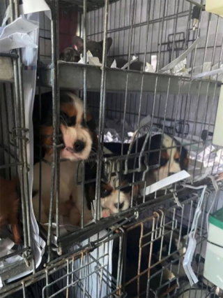 Illustration de l'article : 72 chiots déshydratés victimes d’un trafic illégal ont été sauvés grâce à un contrôle policier