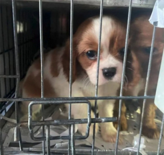 Illustration de l'article : 72 chiots déshydratés victimes d’un trafic illégal ont été sauvés grâce à un contrôle policier