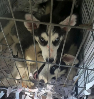 Illustration de l'article : 72 chiots déshydratés victimes d’un trafic illégal ont été sauvés grâce à un contrôle policier