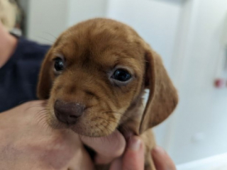 Illustration de l'article : Devant sa porte, une femme d&eacute;couvre 5 chiots abandonn&eacute;s dans une bo&icirc;te en plastique