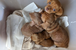 Illustration de l'article : Devant sa porte, une femme d&eacute;couvre 5 chiots abandonn&eacute;s dans une bo&icirc;te en plastique