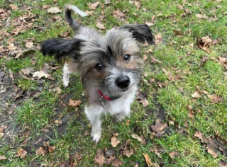 Illustration de l'article : Roger, le Chien Chinois à Crête, tente de se reconstruire, après avoir vécu enfermé pendant 6 années dans une cage exiguë 