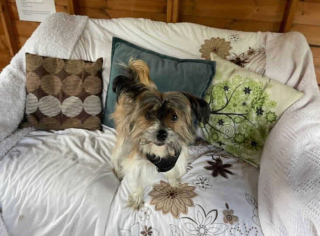 Illustration de l'article : Roger, le Chien Chinois à Crête, tente de se reconstruire, après avoir vécu enfermé pendant 6 années dans une cage exiguë 