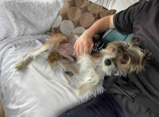 Illustration de l'article : Roger, le Chien Chinois à Crête, tente de se reconstruire, après avoir vécu enfermé pendant 6 années dans une cage exiguë 