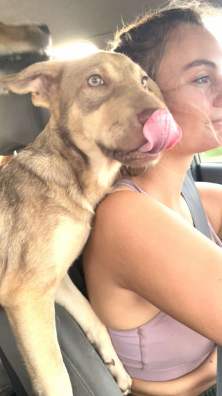 Illustration de l'article : Après avoir été abandonnée sur une plage, Squishy le chiot se reconstruit aux côtés d’une bénévole au grand cœur (vidéo)