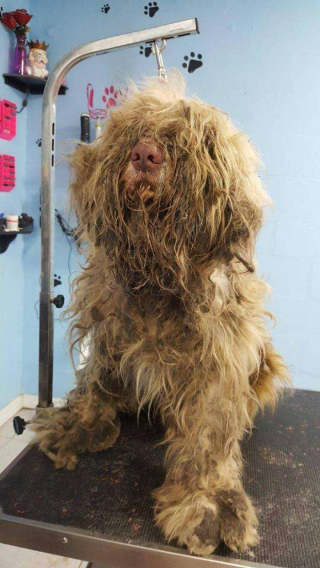 Illustration de l'article : Une toiletteuse au grand cœur change la vie d’un chien errant en travaillant gratuitement la nuit pour le « relooker »