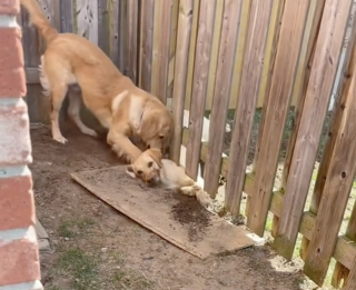 Illustration de l'article : Séparée de sa meilleure amie à cause d'une clôture, un chien établit un plan ingénieux pour pouvoir jouer avec elle (vidéo)