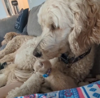 Illustration de l'article : Une chienne au grand coeur devient la maman de substitution d'un chaton en quête d'amour (vidéo)