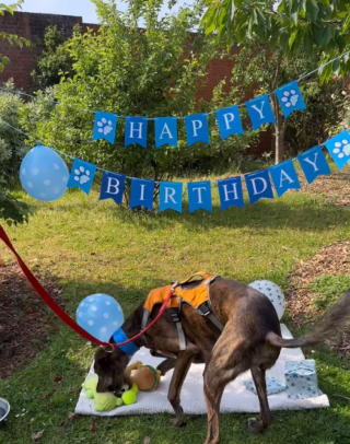 Illustration de l'article : Un chien attendant la famille de ses rêves depuis 600 jours bénéficie d'une fête d'anniversaire pour retrouver le moral (vidéo)