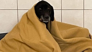 Illustration de l'article : Une chienne errante avec la peau sur les os renoue avec l'espoir d'une vie meilleure après son sauvetage