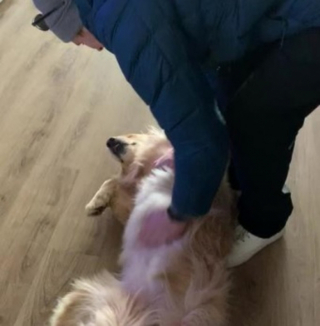 Illustration de l'article : Un Golden Retriever pleure de joie en retrouvant son humain préféré et offre une scène inoubliable (vidéo)