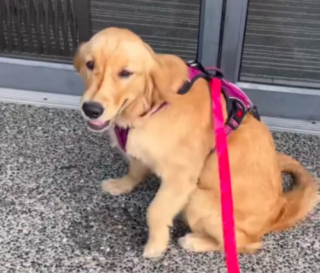 Illustration de l'article : Une chienne heureuse d'aller chez le vétérinaire trépigne d'impatience à l'entrée de la clinique (vidéo)
