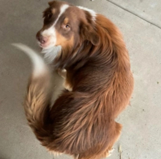 Illustration de l'article : Un ex-chien errant devient le « petit héros » d'une femme âgée atteinte d'un malaise