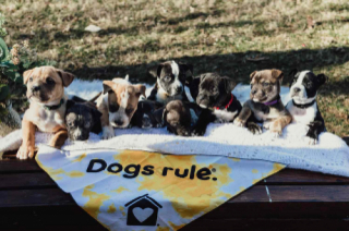 Illustration de l'article : Enfermée dans une petite cage, une chienne sur le point de mettre au monde 12 chiots retrouve foi en la vie