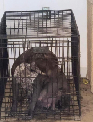 Illustration de l'article : Enfermée dans une petite cage, une chienne sur le point de mettre au monde 12 chiots retrouve foi en la vie