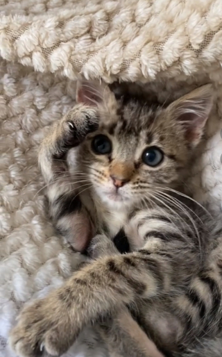 Illustration de l'article : Cette chienne aimante devient la grande soeur adoptive d’un tout petit chaton (vidéo)