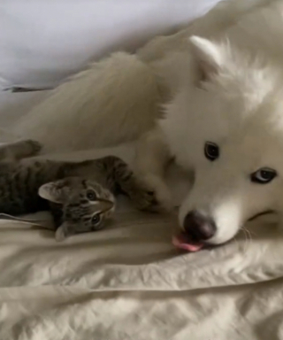 Illustration de l'article : Cette chienne aimante devient la grande soeur adoptive d’un tout petit chaton (vidéo)