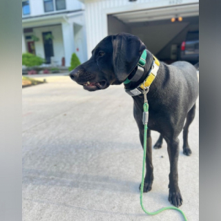 Illustration de l'article : Un couple adopte un chien de refuge et prépare une surprise émouvante pour ses enfants (vidéo)