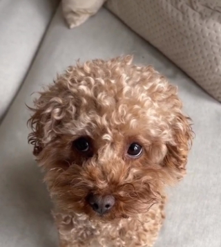 Illustration de l'article : Après des jours de séparation, ce Caniche retrouve sa maîtresse et bondit dans ses bras (vidéo)