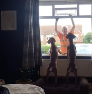 Illustration de l'article : Chaque lundi, ces chiens accueillent leurs amis éboueurs avec enthousiasme (vidéo)