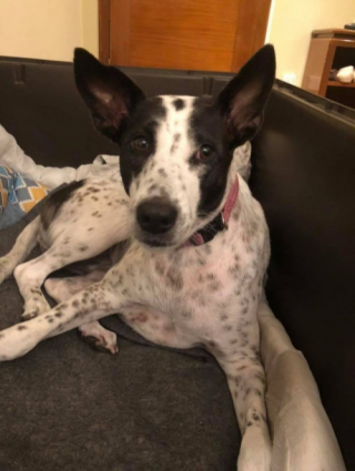 Illustration de l'article : Après 6 ans de périple et d’énormes dépenses, cette chienne a enfin pu rentrer chez ses propriétaires